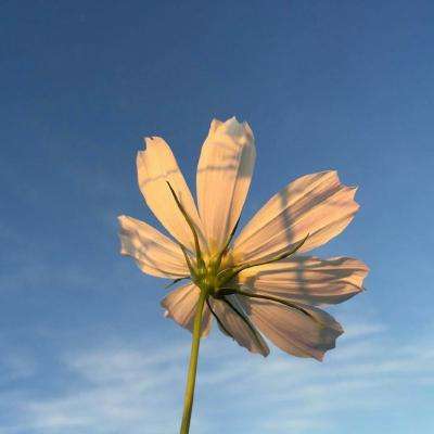 极速赛车游戏手机app下载